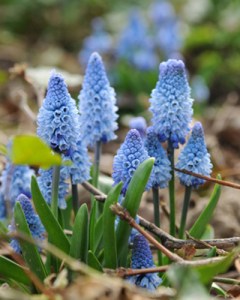 Muscari azureum.jpg